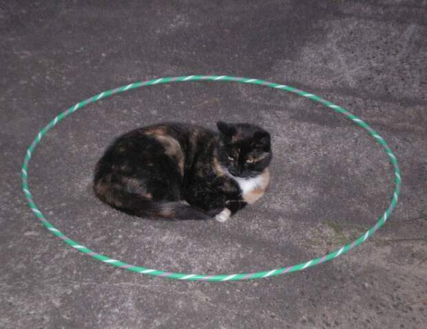 Как обмануть своего кота Как обмануть своего кота кот, котэ, очевидное-невероятное, прикол