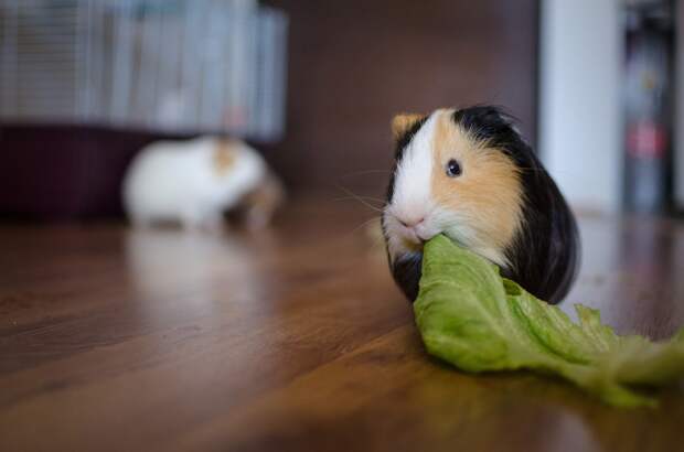 1. Ням-ням guinea pig, животные, морская свинка