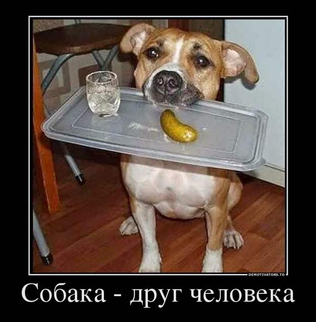 Демотиваторы демотиваторы, прикол, смех, юмор