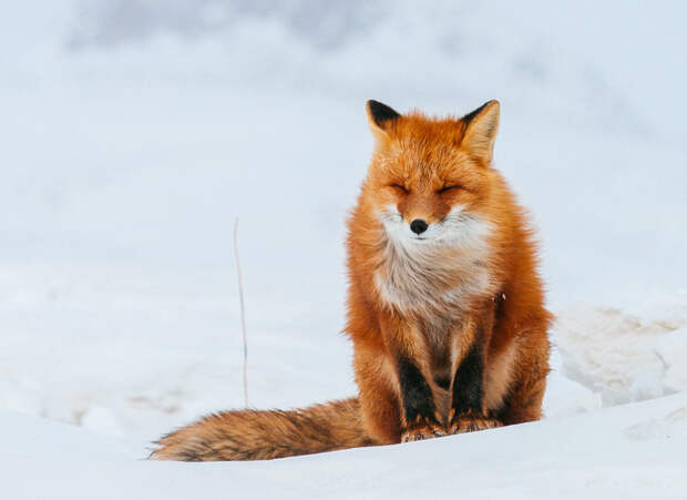 Горный инженер Иван Кислов в свободное время фотографирует лис за полярным кругом лисы, россия, фото, чукотка