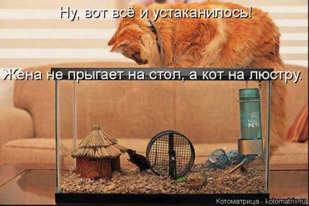 Котоматрица на Бугаге (37 фото)