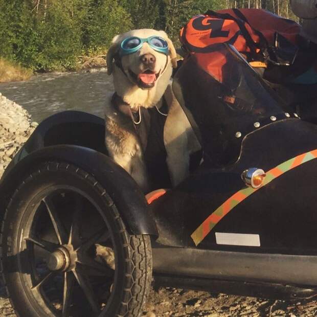 Путешествие на мотоцикле вместе с собакой аляска, путешествие