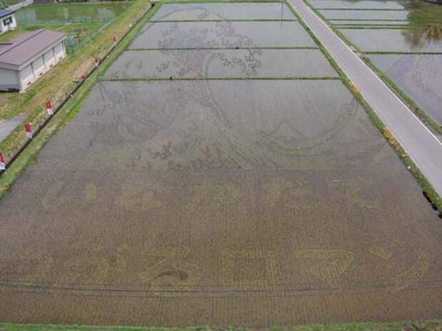 these-rice-fields-in-japan-look-like-ordinary-rice-fields-but-take-a-look-what-happens-next-artnaz-com-3