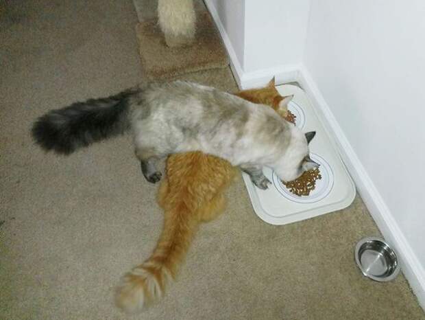кошачья логика (6)