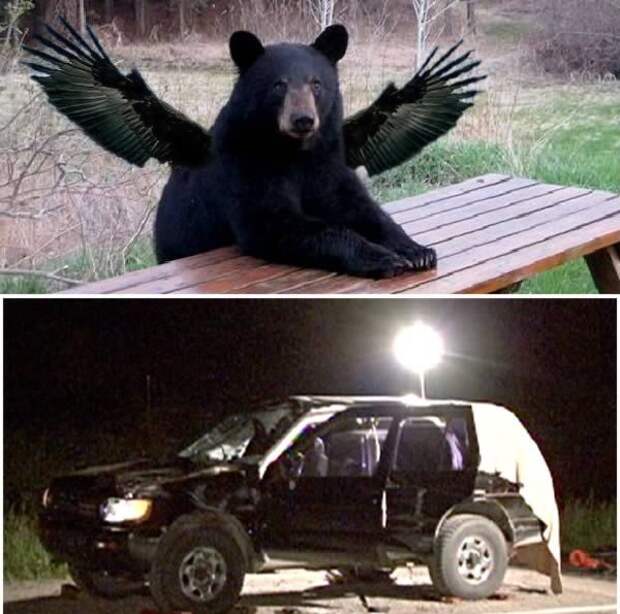 Медведь с крыльями и разбитое авто