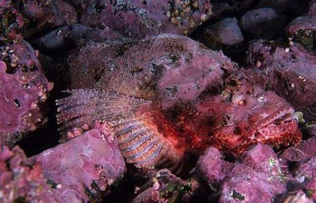 camouflaged_animals_4