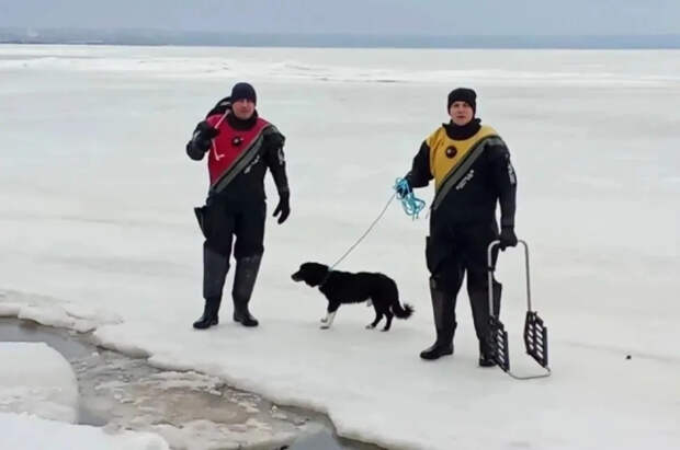 Спасатели спасли собаку из ледяной ловушки в Таганрогском заливе