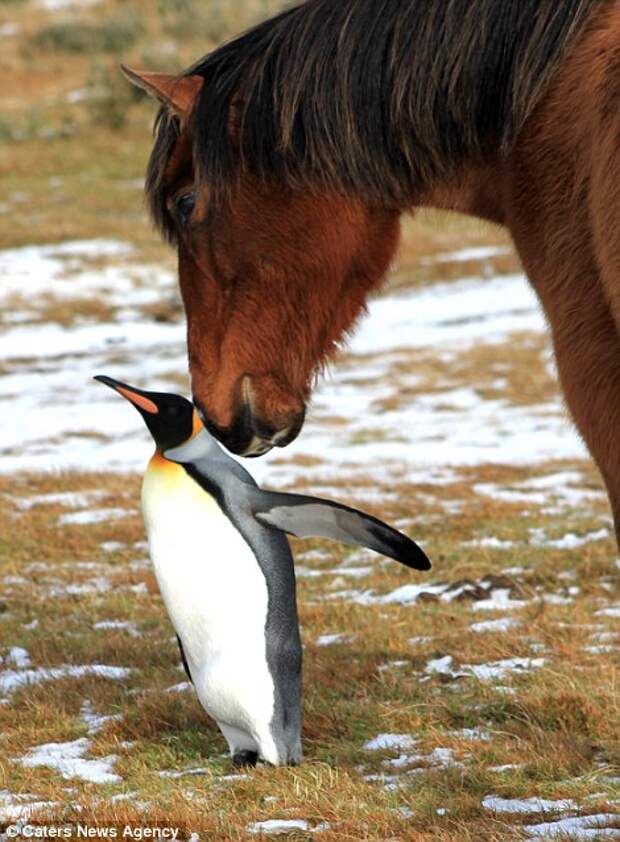 Игривый конь cosies с этой одинокой пингвина в этой серии сердце потепления снимки, сделанные Сарой Крофтс