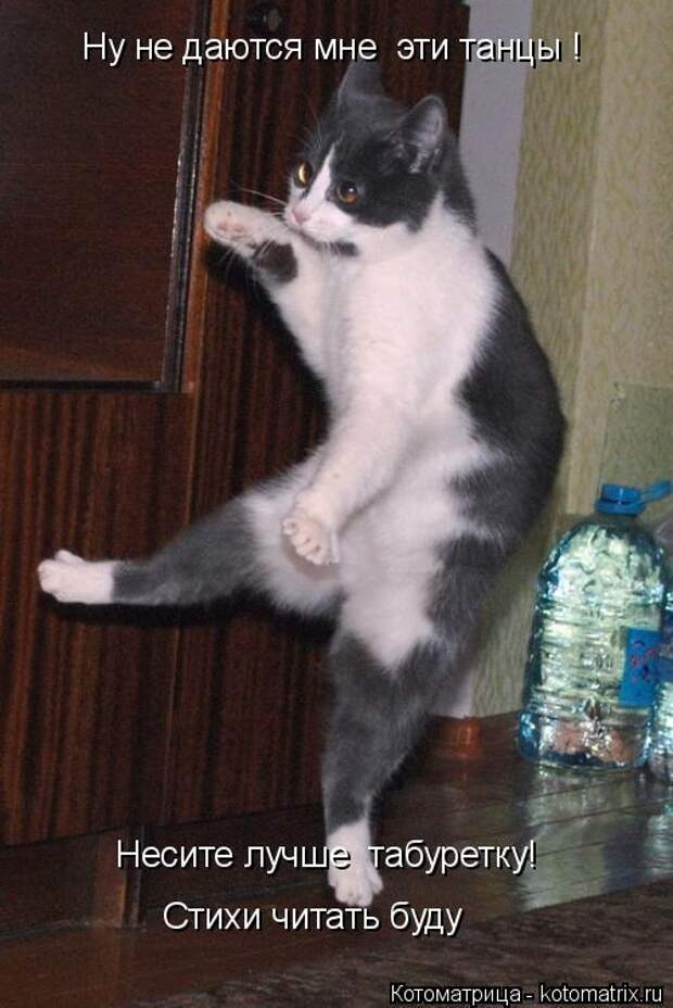 Котоматрица: Ну не даются мне  эти танцы !  Несите лучше  табуретку! Стихи читать буду