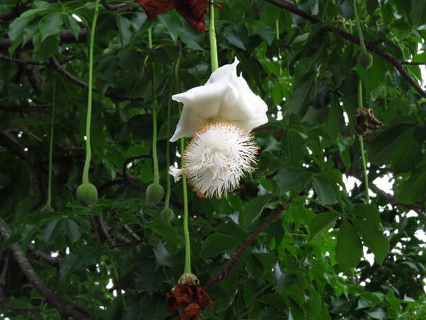 Baobab_flower (700x525, 106Kb)