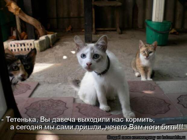 Лучшие котоматрицы недели Лучшие котоматрицы недели