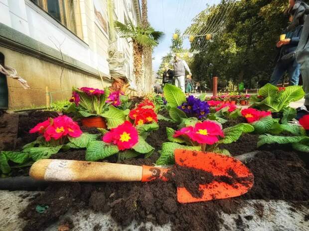 Весенняя высадка цветов началась в Ялте