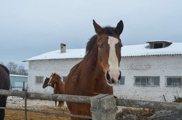 Под знаком Красной Лошади: кому повезет в 2026 году, а кому лучше не рисковать