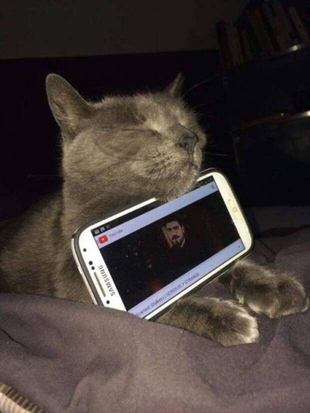 Забавные котоприколы