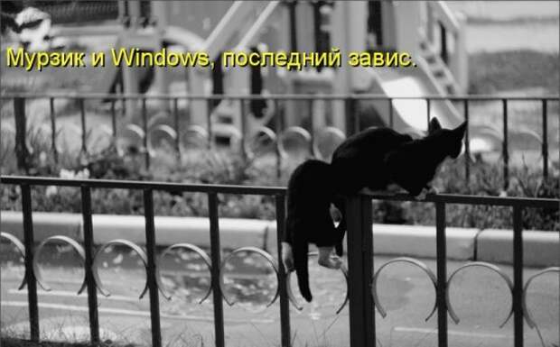 Котоматрица 14