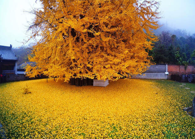 1400-летнее дерево гинкго превратило дворик буддийского храма в желтый океан гинкго, дерево, листва, храм