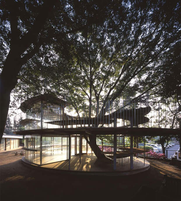 kindergarten-around-tree-zelkova-fuji-tezuka-architects-34