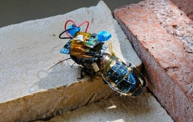 Ученые создали таракана-киборга на солнечных батареях и с дистанционным управлением