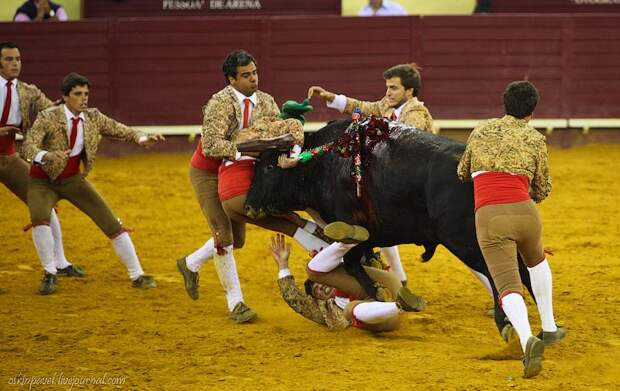 14 любопытных фактов о португальской корриде corrida07 14 любопытных фактов о португальской корриде