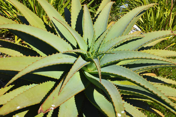 Пять природных альтернатив сахару