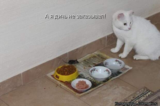 Лучшая котоматрица недели (35 фото)