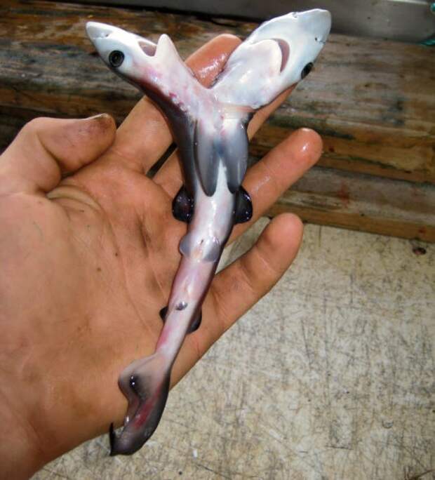 20. Двухголовая акула без фотошопа, вы не поверите, места, природа, реальность, удивительные, чудеса