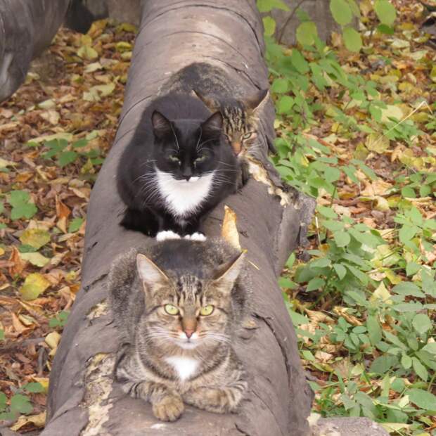 Фотоподборка за 07.10.2013 кадр, прикол, фото, фотоподборка