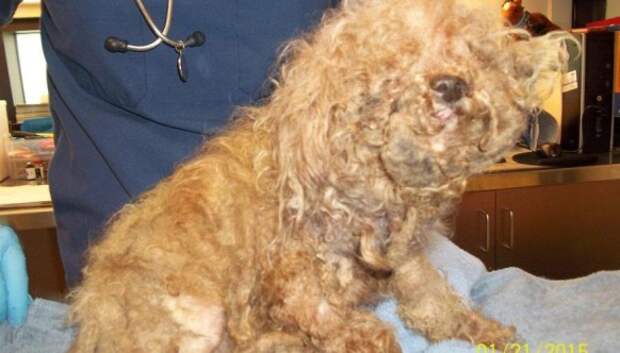 Спасение двухлапой собаки, которая провела 10 мучительных лет на улице