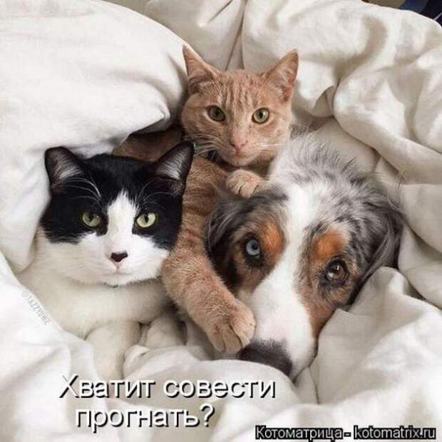 Котоматрицы (картинки с надписями)