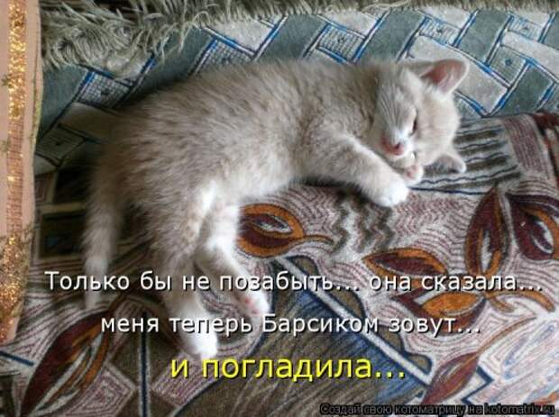 Новая котоматрица для хорошего настроения (33 фото)