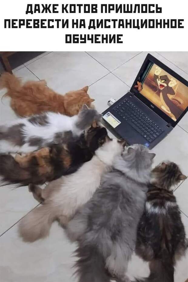 Коты на дистанционке