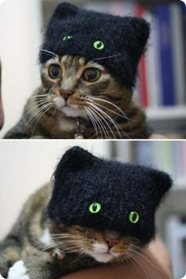 смешные животные