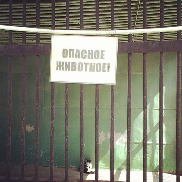 Смешные картинки с подписями катинки, прикол, юмор
