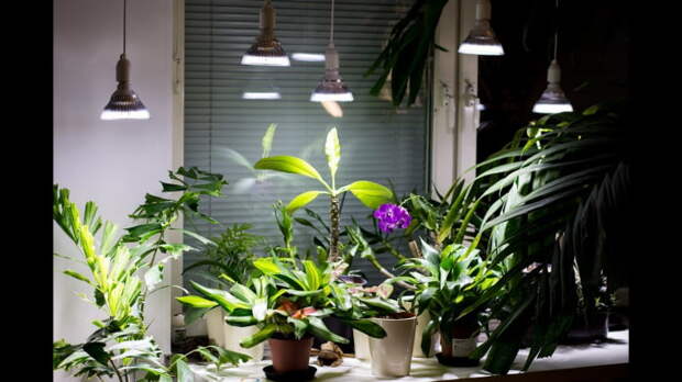 Уход за комнатными растениями в зимний период