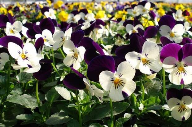 vyrashhivanie_violy_rassadoj