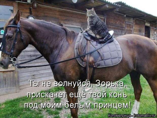 Котоматрица: Ты не волнуйся, Зорька, прискачет ещё твой конь  под моим белым принцем!