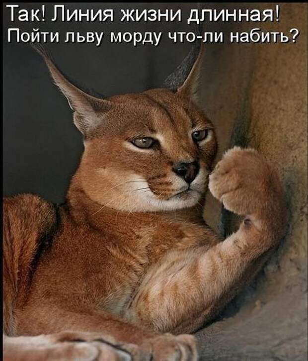 Картинки, юмор, приколы