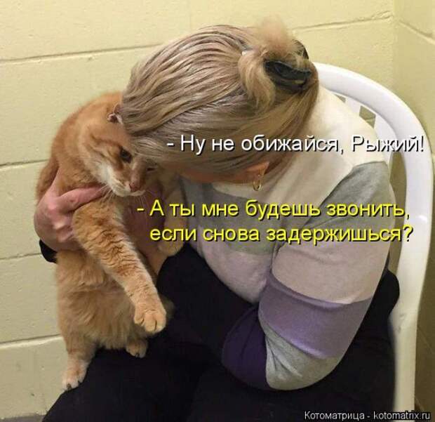 Лучшие котоматрицы недели (50 фото)