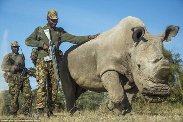 Судан – последний на Земле самец северного белого носорога в заповеднике дикой природы Ol Pejeta в Кении.