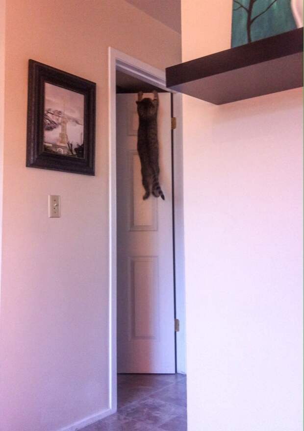 кот висит