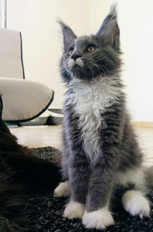 50 котят породы мейн-кун, которые ещё только ждут своего взросления