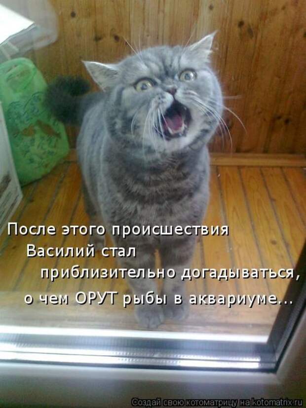 Лучшие котоматрицы недели (50 фото)