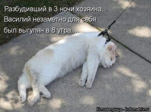 Новая котоматрица для всех (33 фото)