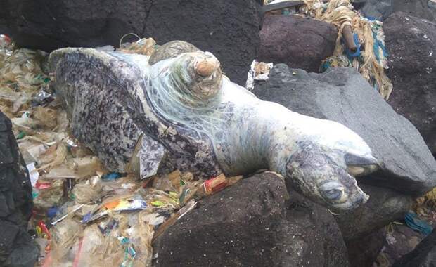 Это была отвратительная и гигантская свалка отходов активисты, индия, морская черепаха, морские животные, окружающая среда, экологическая акция, экология, экология и мир