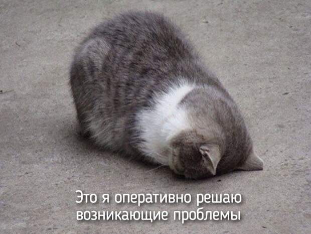20 животных, которые ведут себя совсем как я животные, позитив