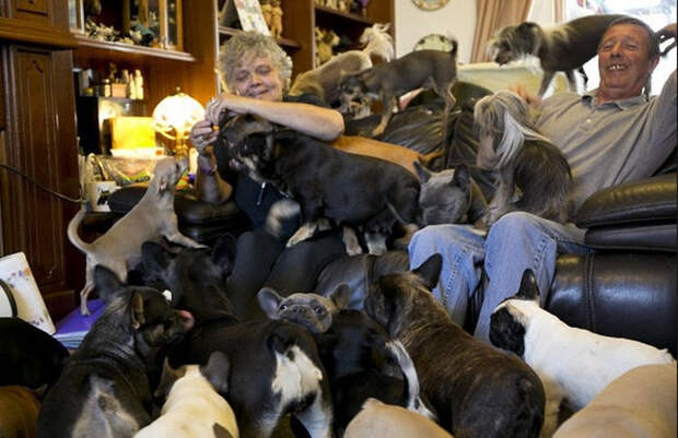 Большая орава собак, живущая у пенсионеров дома.