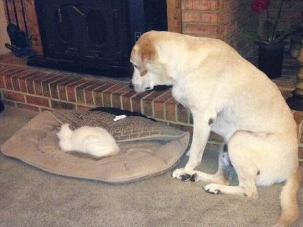 Как выглядит игра в царя горы между собаками и кошками