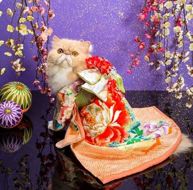 коты в кимоно, Япония