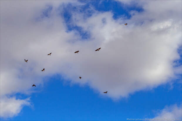 DME birds DME birds