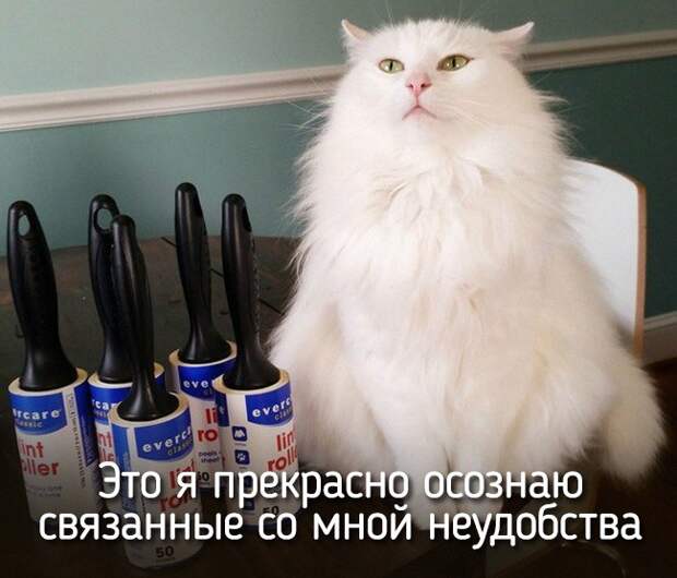 20 животных, которые ведут себя совсем как я животные, позитив